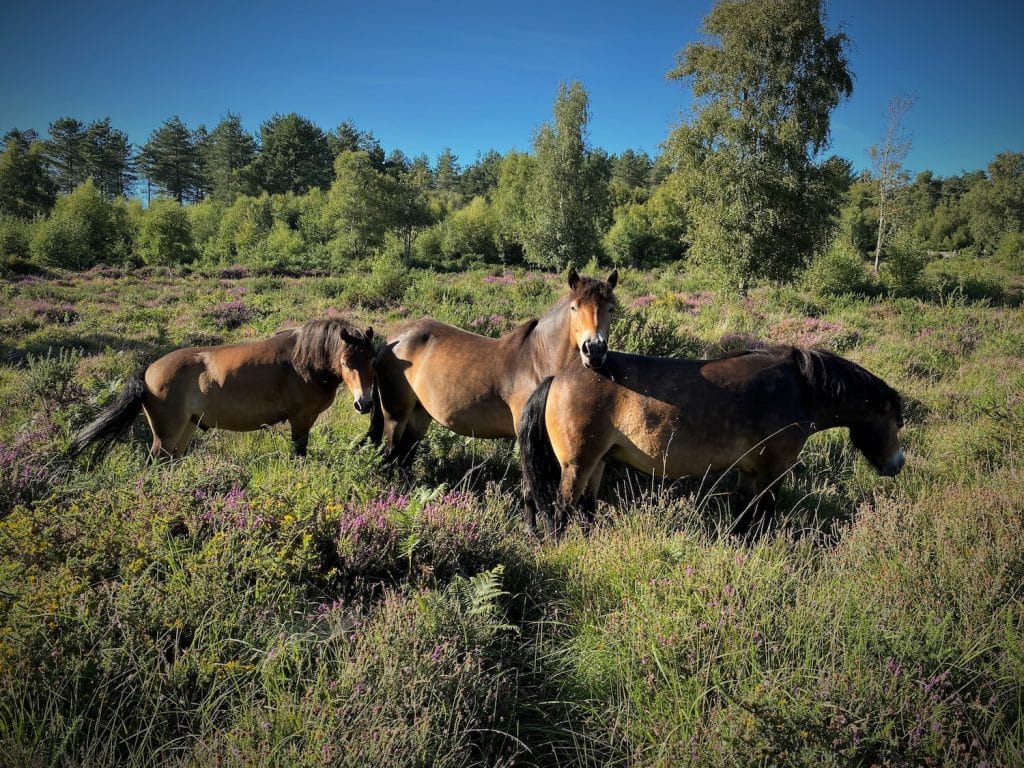Horses grazing in wild scrub land